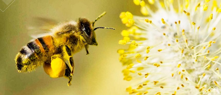 Día Mundial de las Abejas